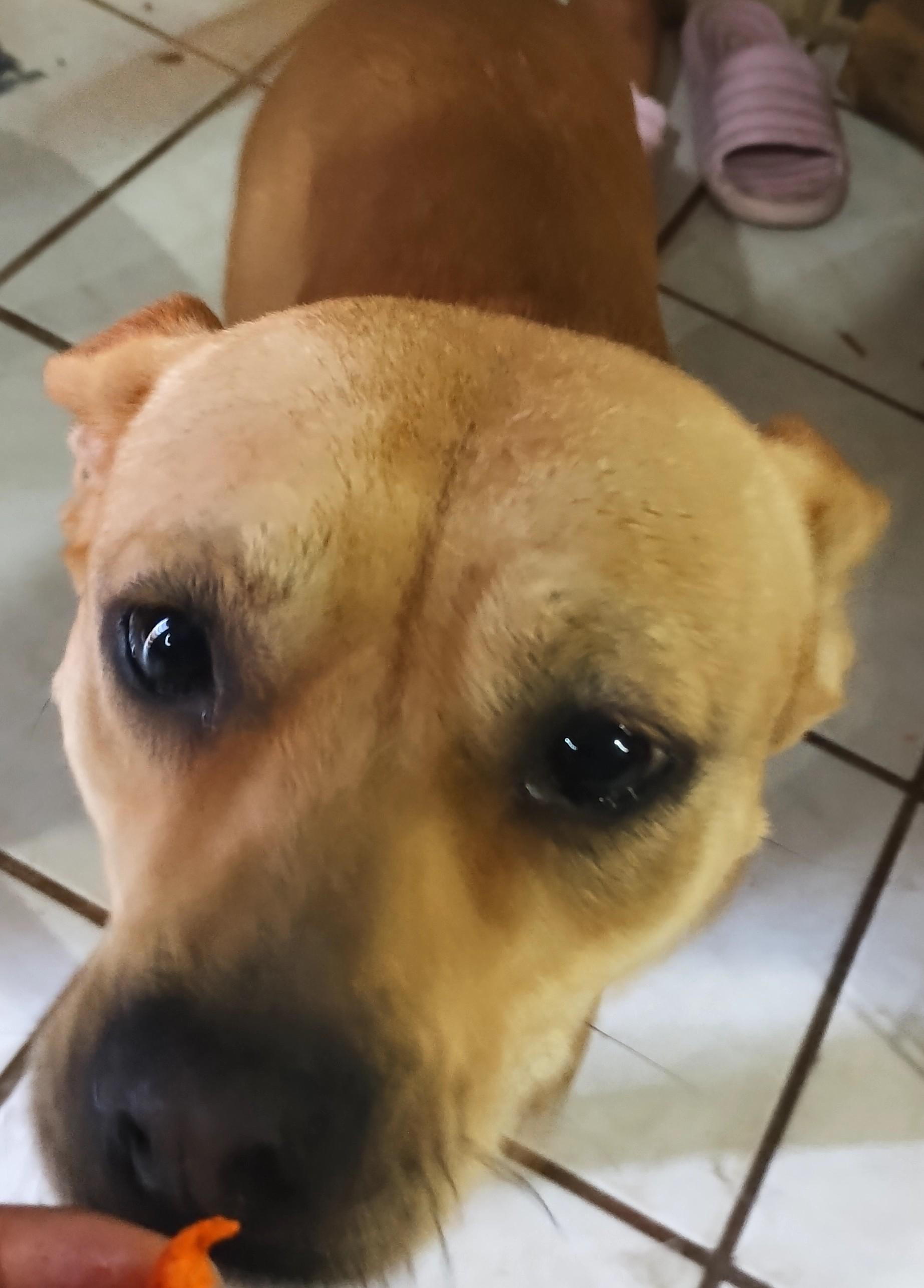 Cloe (4), a Adoptable mixed breed in Mexicali, BCN image 2/6