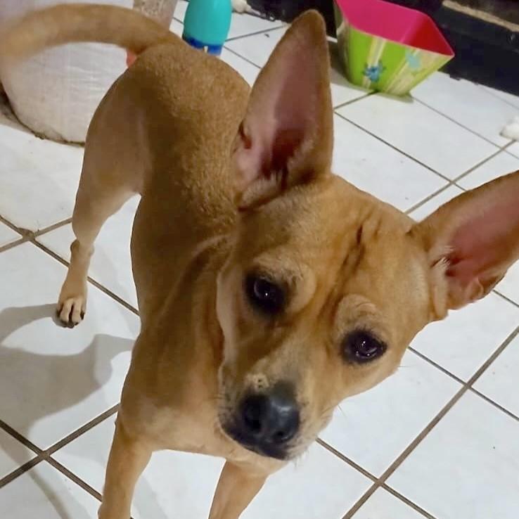 Enlarge Cloe (4), a Adoptable mixed breed in Mexicali, BCN image 1/6