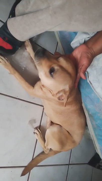 Enlarge Cloe (4), a Adoptable mixed breed in Mexicali, BCN video 2/6