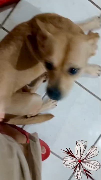 Enlarge Cloe (4), a Adoptable mixed breed in Mexicali, BCN video 6/6