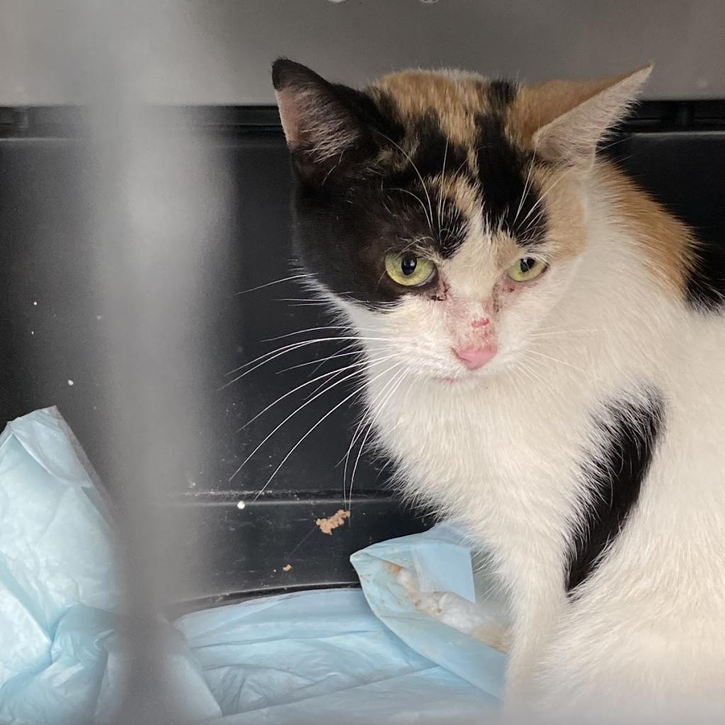 Working Cats, Adoptable, Adult Female American Shorthair.