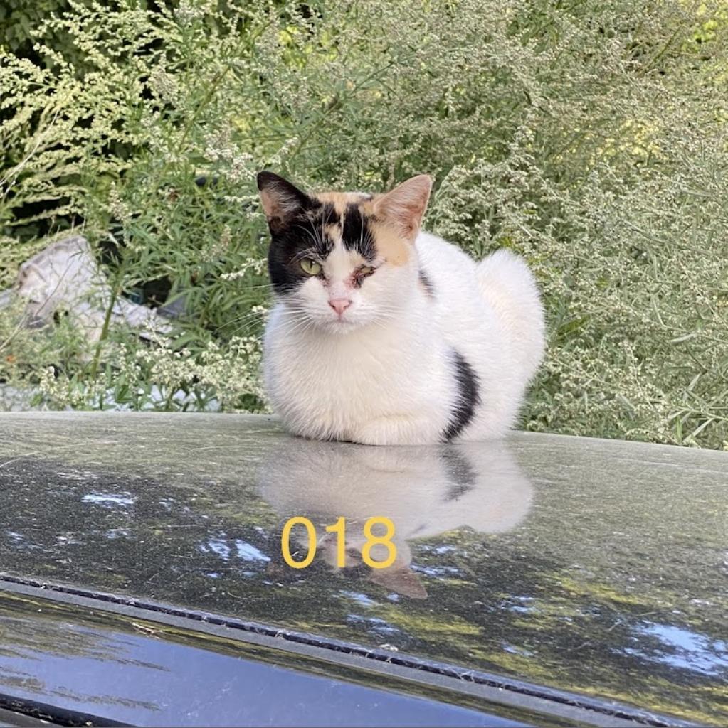 Working Cats, a Adoptable American Shorthair in Milwaukee, WI image 2/2