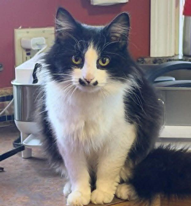 Enlarge Nala, a ADOPTABLE Domestic Long Hair in Kenai, AK image 1/1