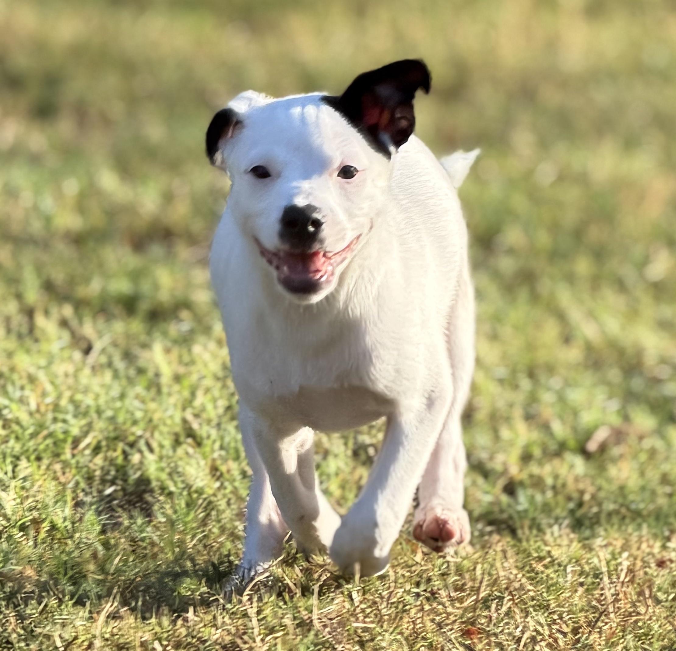 Enlarge Fin, a Adoptable mixed breed in Bryan, TX image 4/4