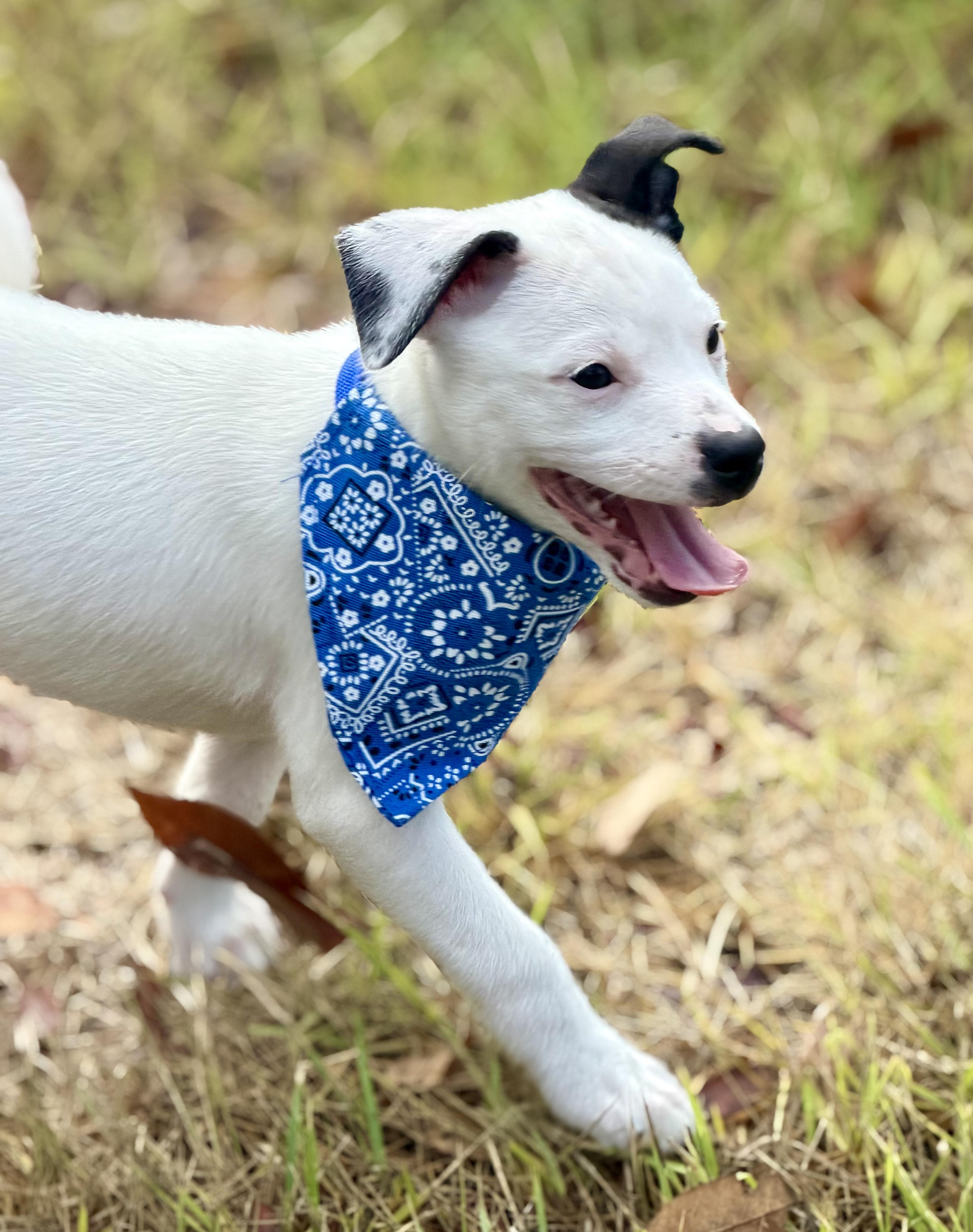 Enlarge Fin, a Adoptable mixed breed in Bryan, TX image 3/4