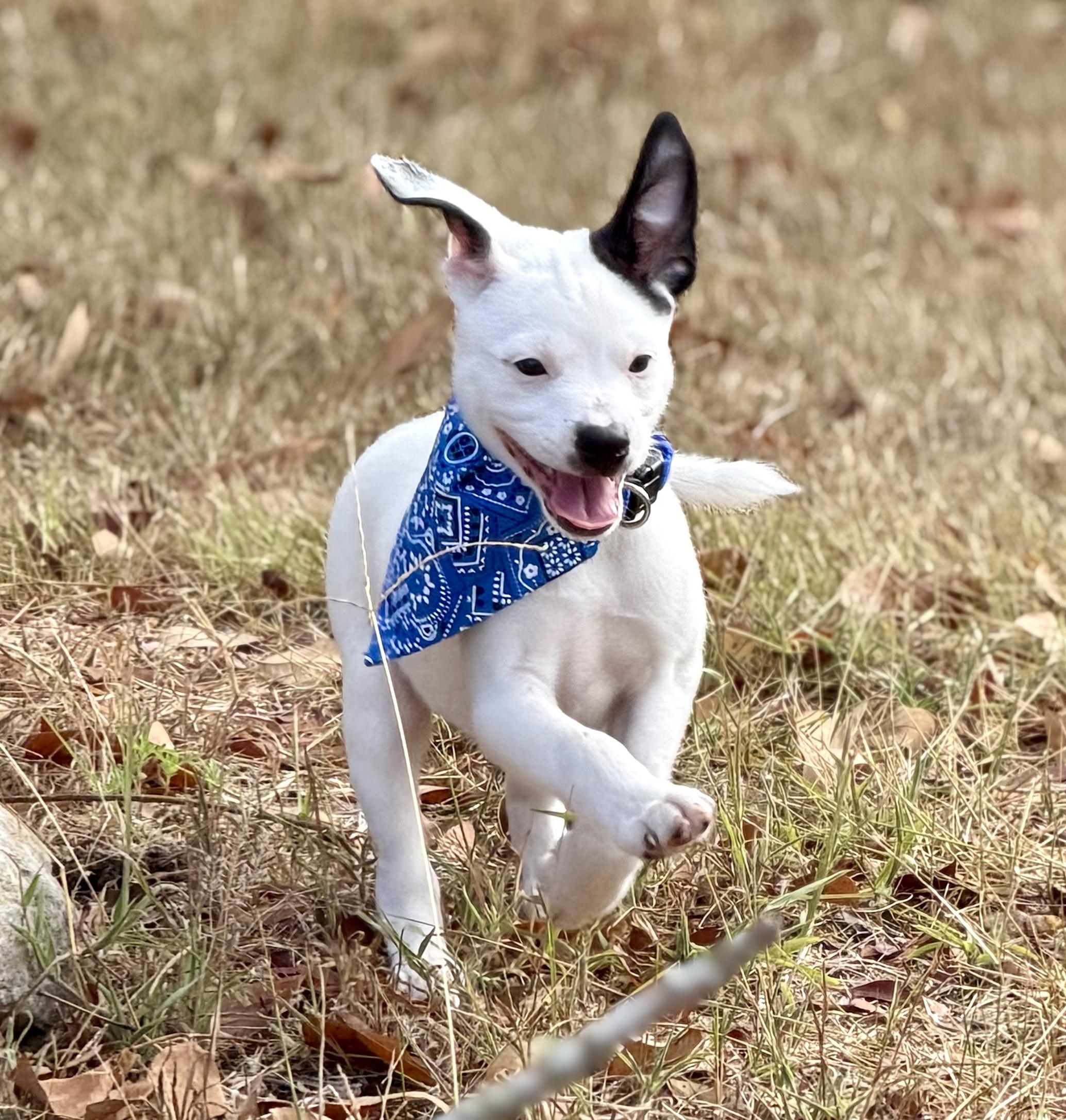 Enlarge Fin, a Adoptable mixed breed in Bryan, TX image 2/4