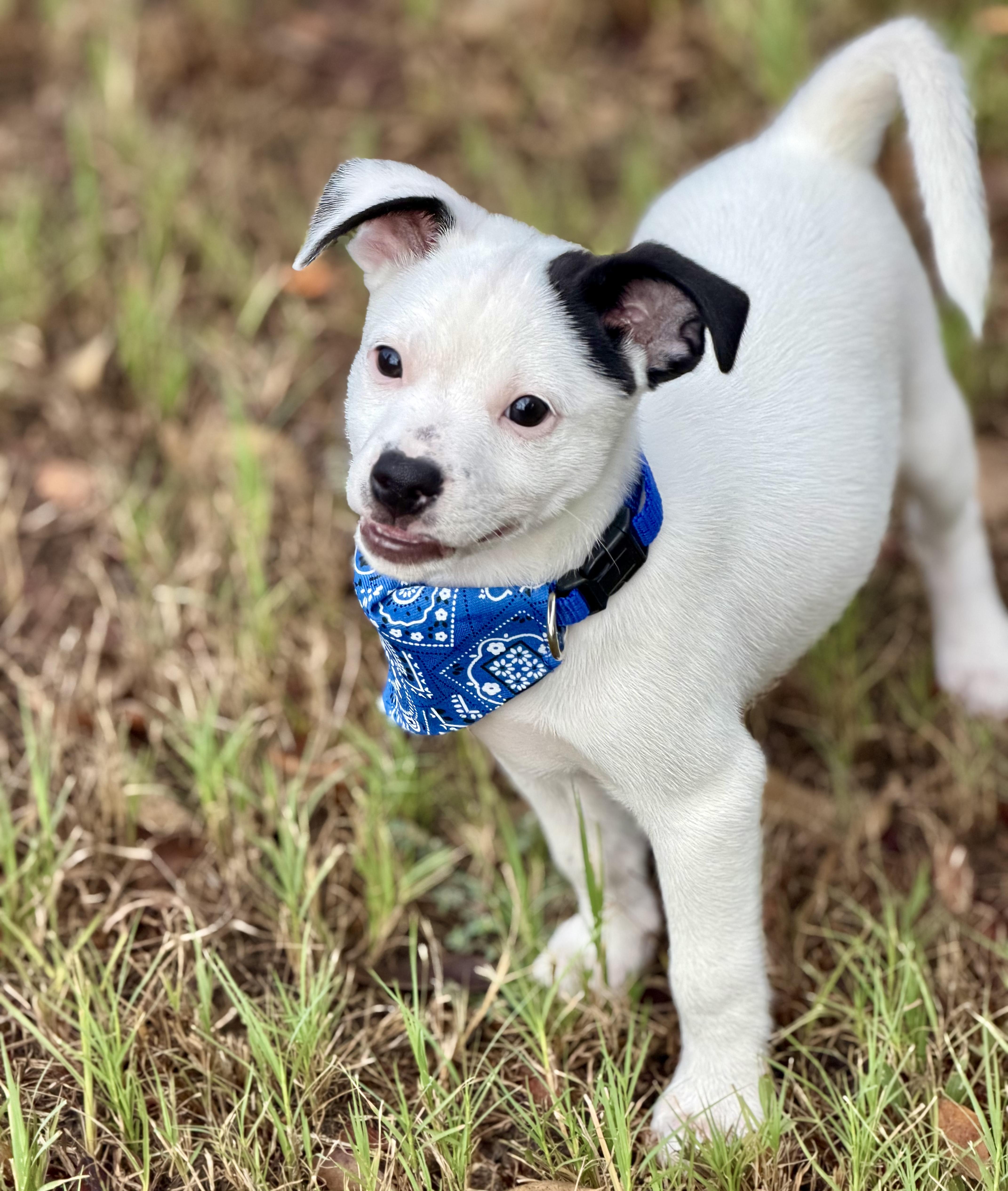 Fin, Adoptable, Puppy Male Rat Terrier.