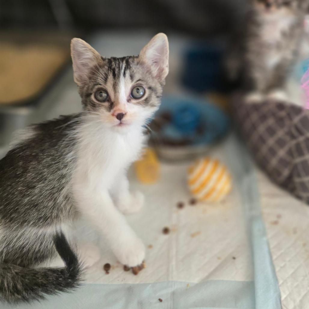 Enlarge Kotty, a Adoptable Domestic Medium Hair in Fort Smith, AR image 1/5