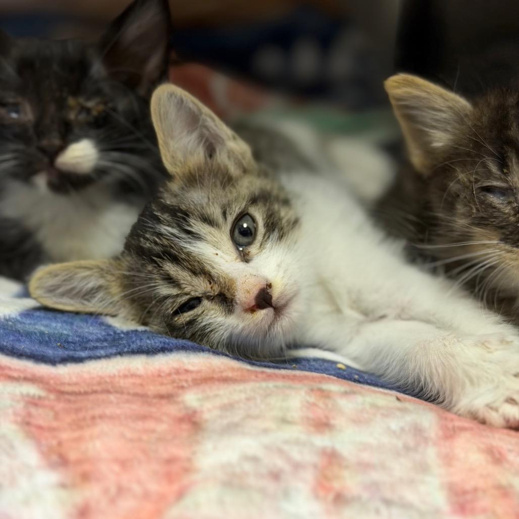 Enlarge Kotty, a Adoptable Domestic Medium Hair in Fort Smith, AR image 2/5