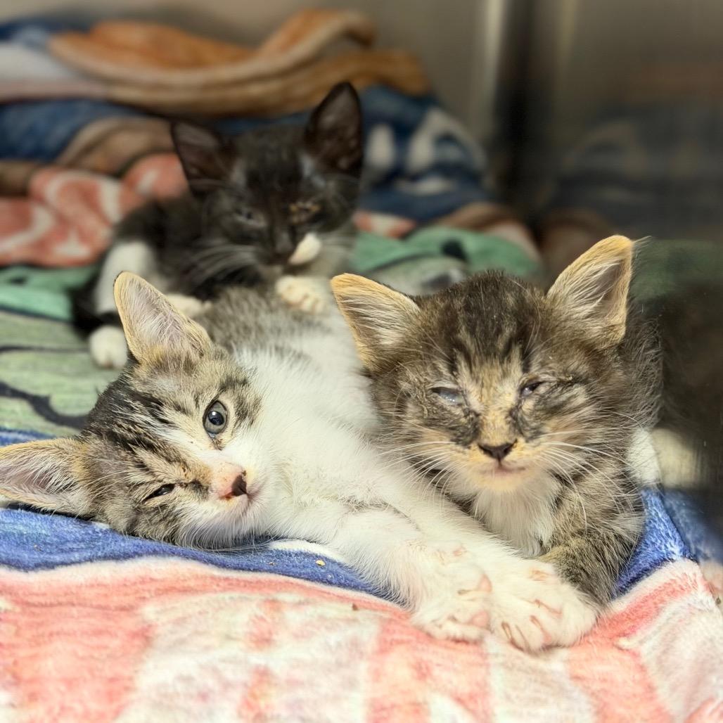 Enlarge Kotty, a Adoptable Domestic Medium Hair in Fort Smith, AR image 3/5