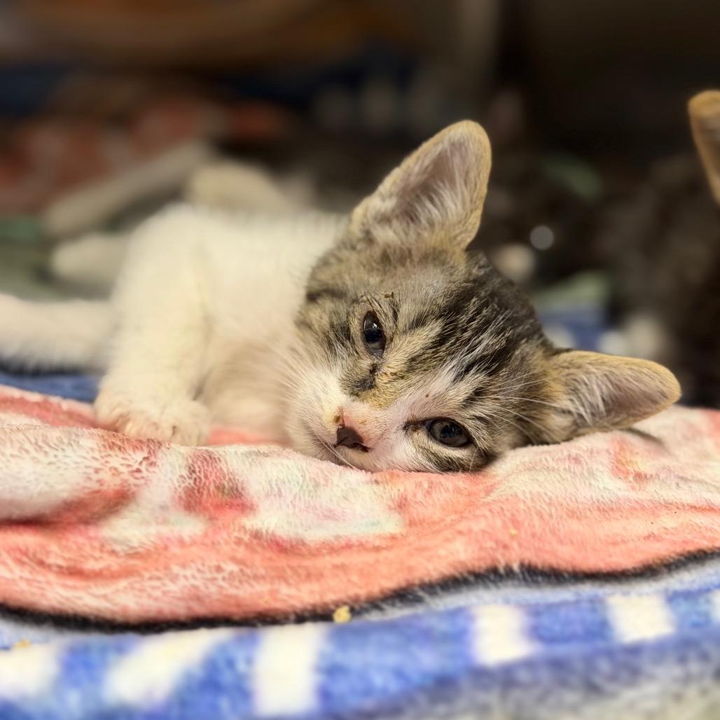 Enlarge Kotty, a Adoptable Domestic Medium Hair in Fort Smith, AR image 5/5
