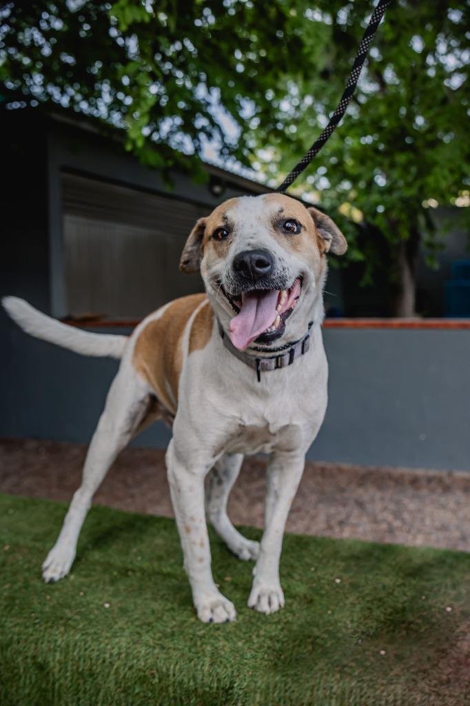 Enlarge Pinto, a Adoptable mixed breed in Anacortes, WA image 4/6
