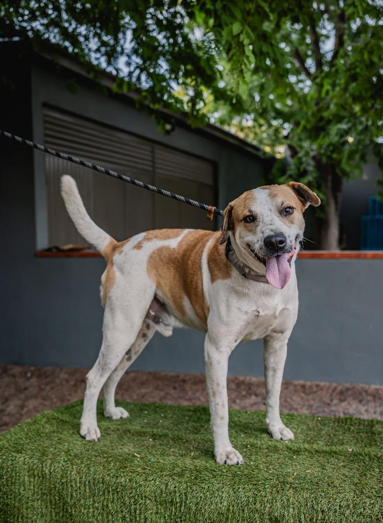 Enlarge Pinto, a Adoptable mixed breed in Anacortes, WA image 1/6