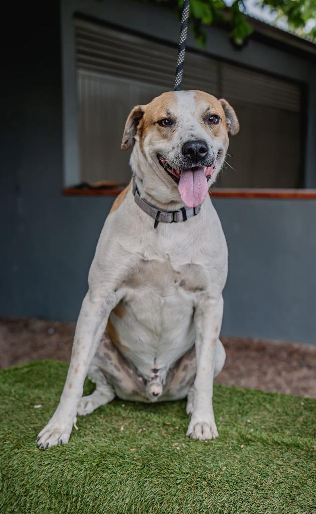 Enlarge Pinto, a Adoptable mixed breed in Anacortes, WA image 6/6