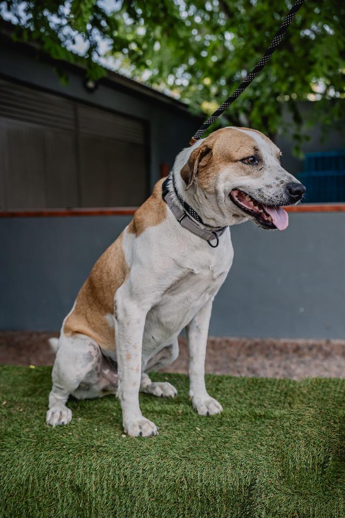 Pinto, a Adoptable mixed breed in Anacortes, WA image 2/6