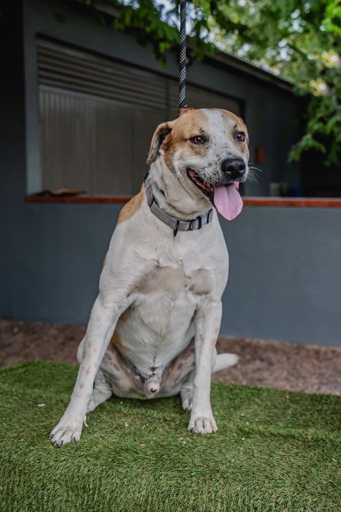 Enlarge Pinto, a Adoptable mixed breed in Anacortes, WA image 2/6