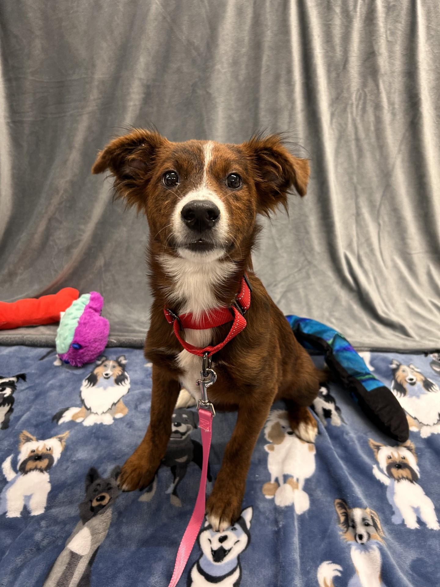 Zombie, adopted, Puppy Female Terrier & Mixed Breed.