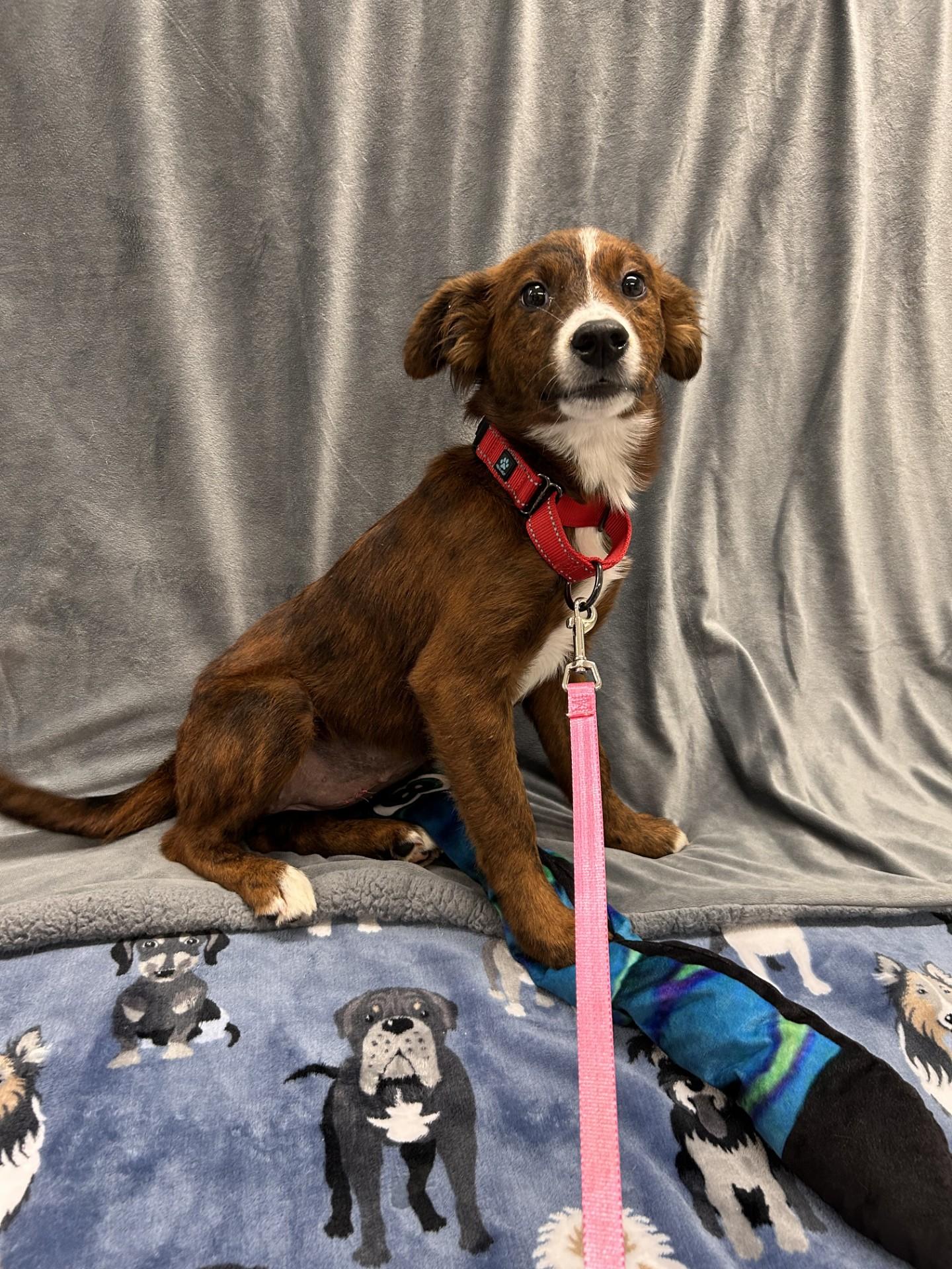 Zombie, an adopted mixed breed in Shepherdsville, KY image 2/3
