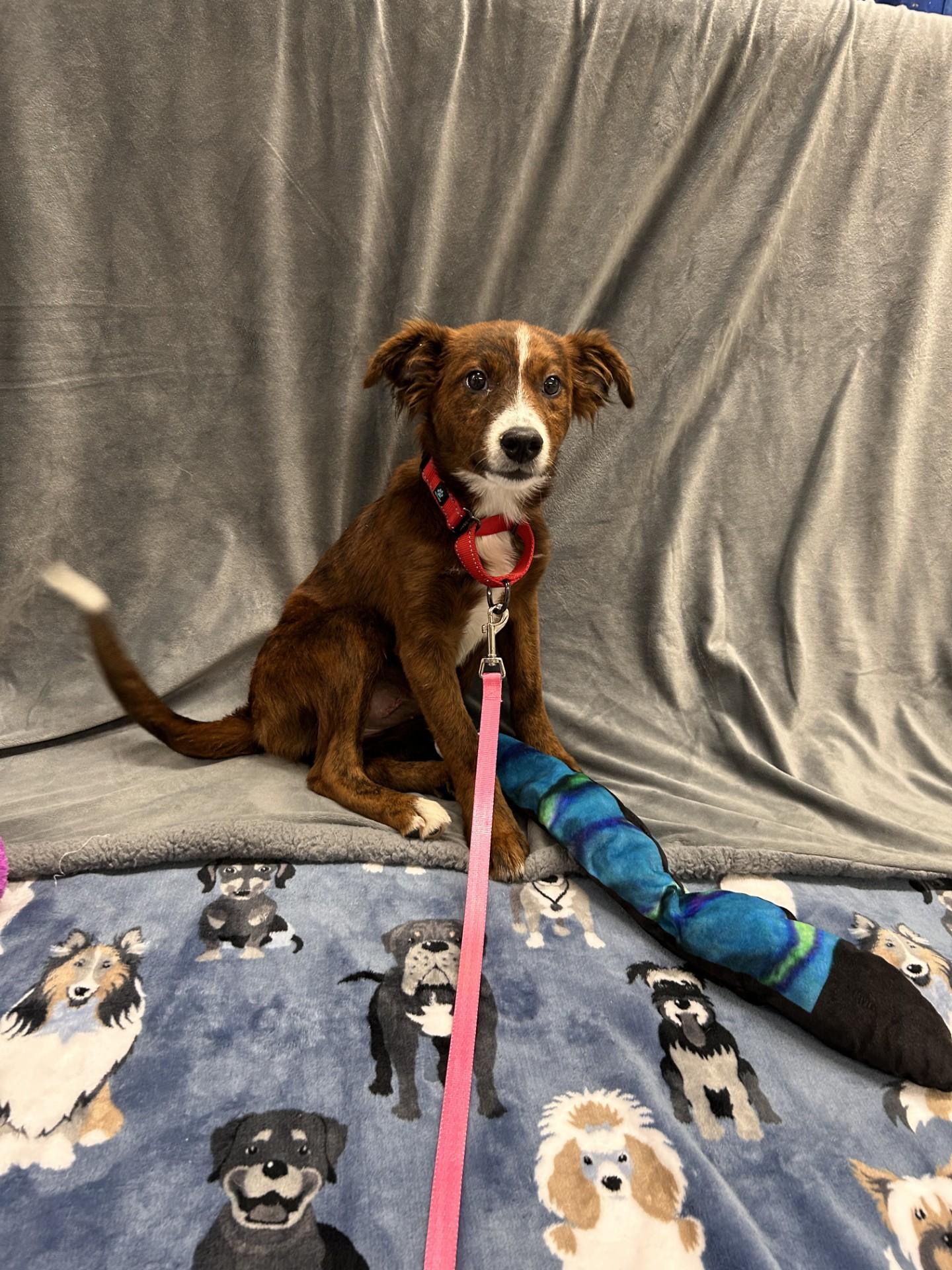 Zombie, an adopted mixed breed in Shepherdsville, KY image 3/3