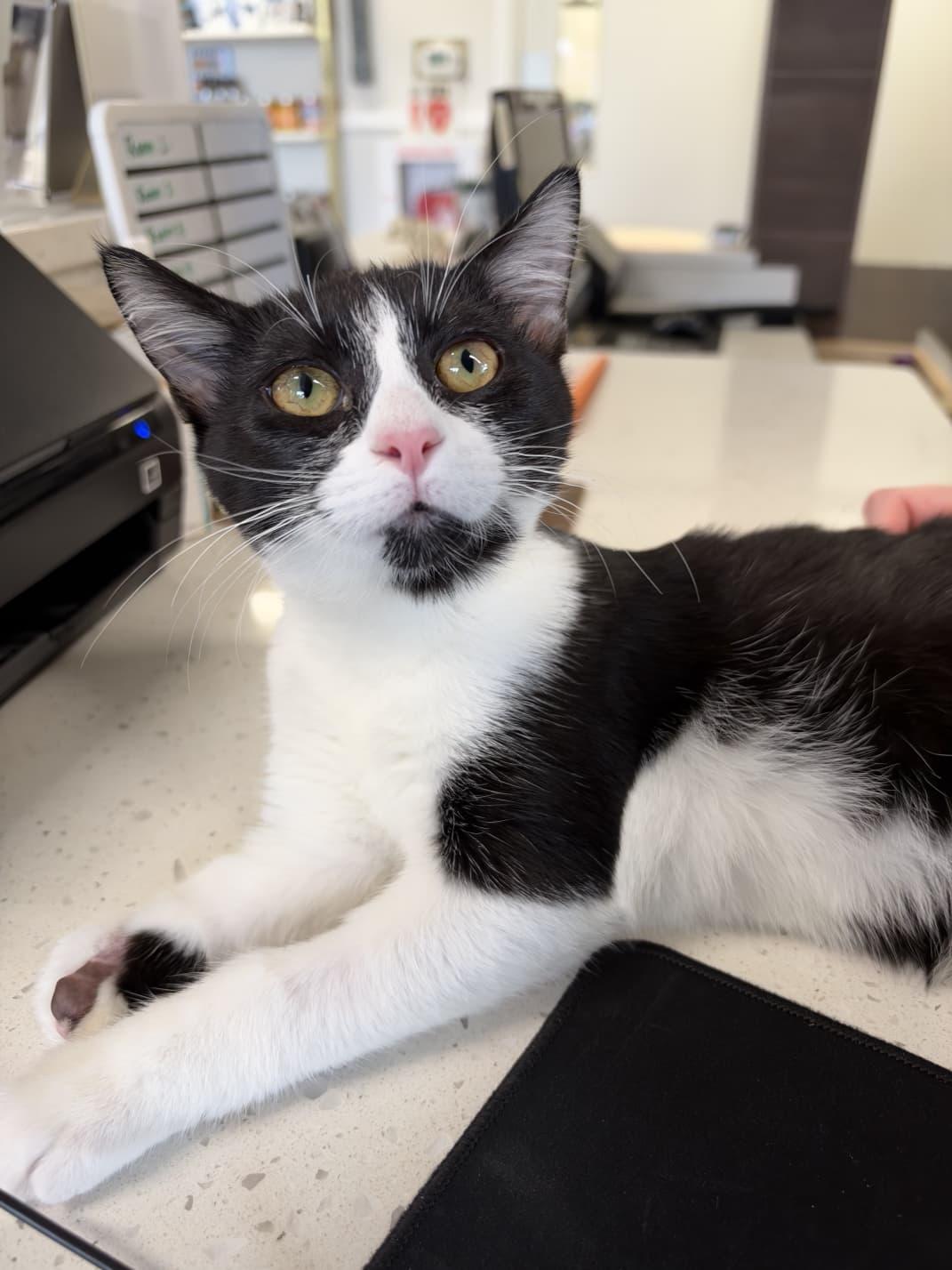 Enlarge Nublin, a Adopted Domestic Medium Hair in Tallahassee, FL image 3/4
