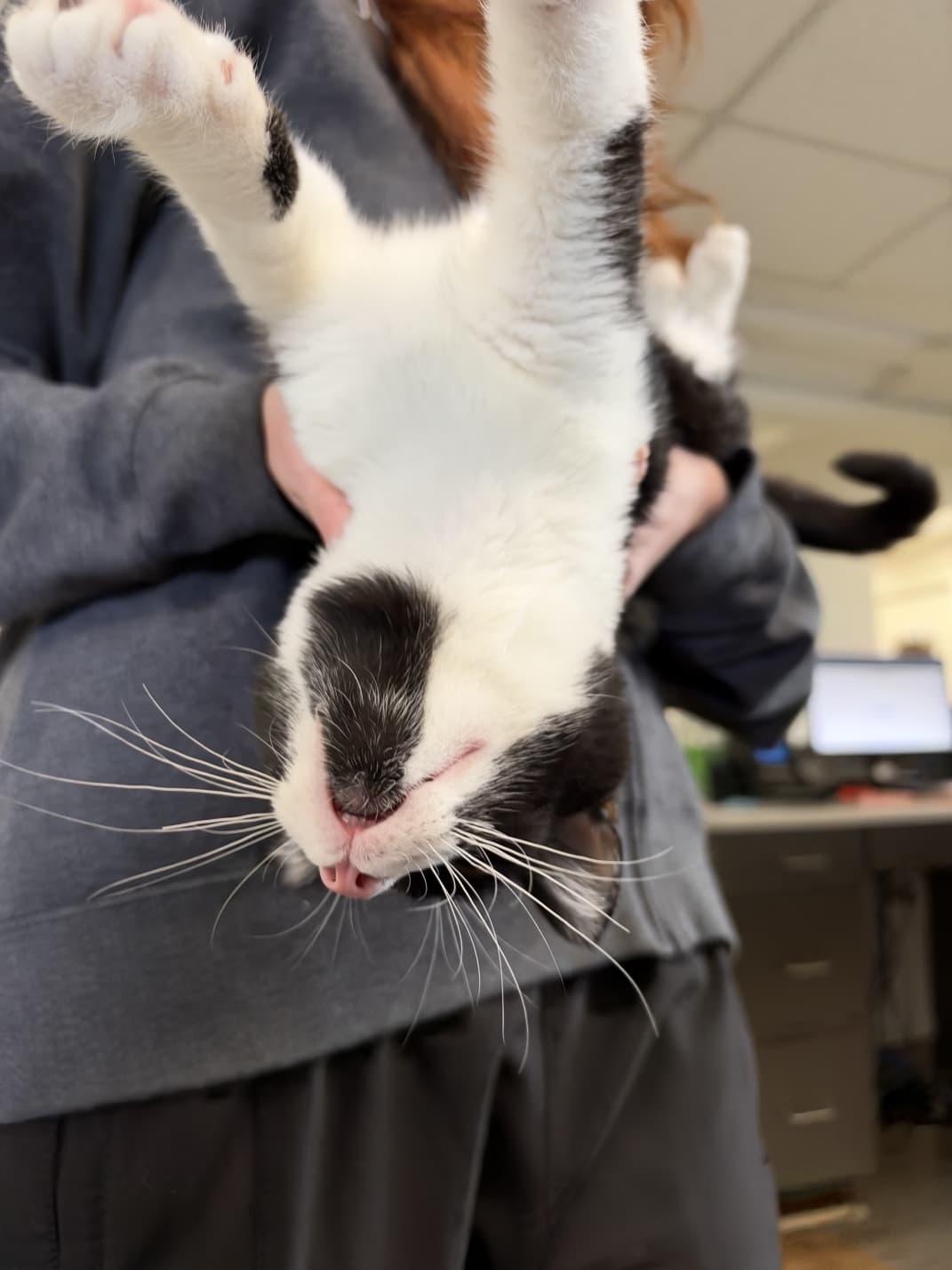 Enlarge Nublin, a Adopted Domestic Medium Hair in Tallahassee, FL image 1/4