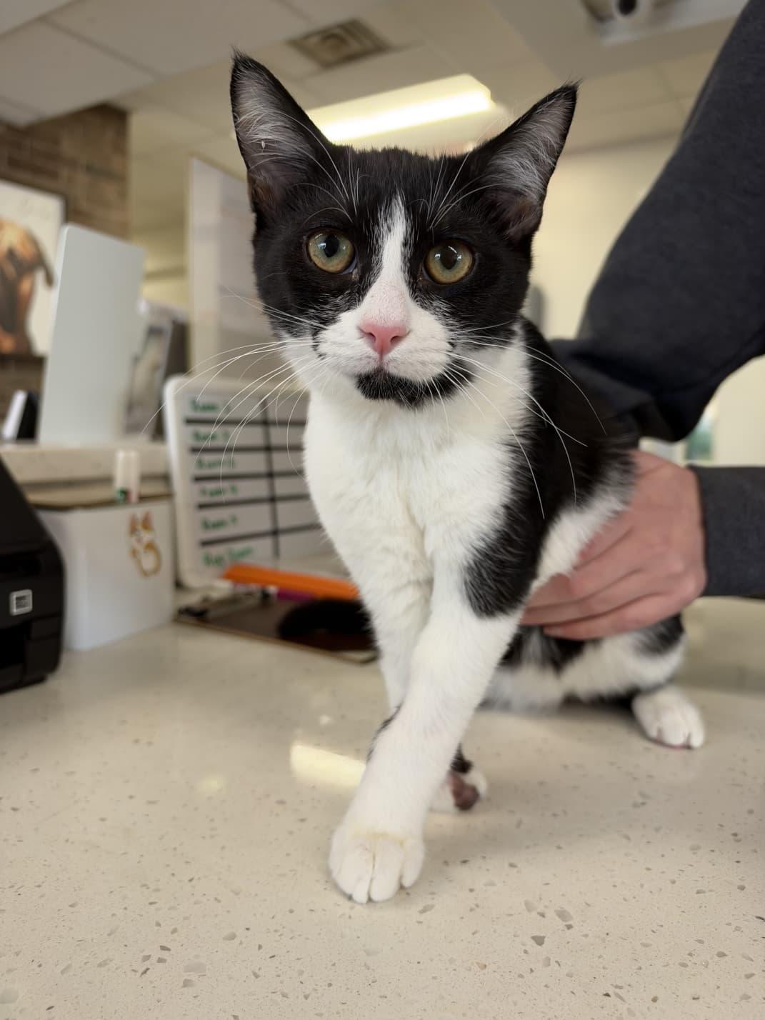 Enlarge Nublin, a Adopted Domestic Medium Hair in Tallahassee, FL image 4/4