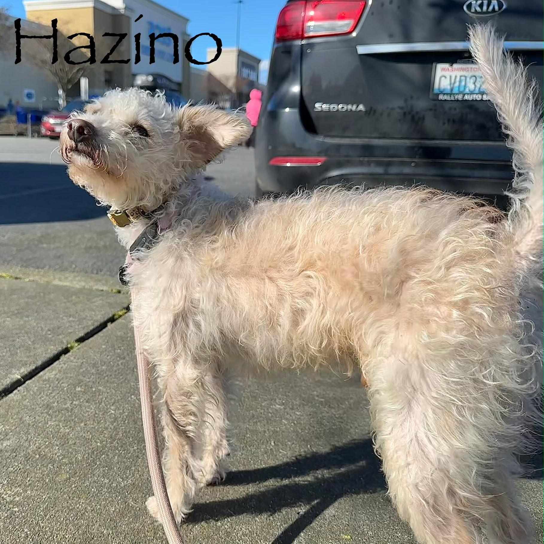 Hazino BL14076-T, Adoptable, Adult Male Poodle.