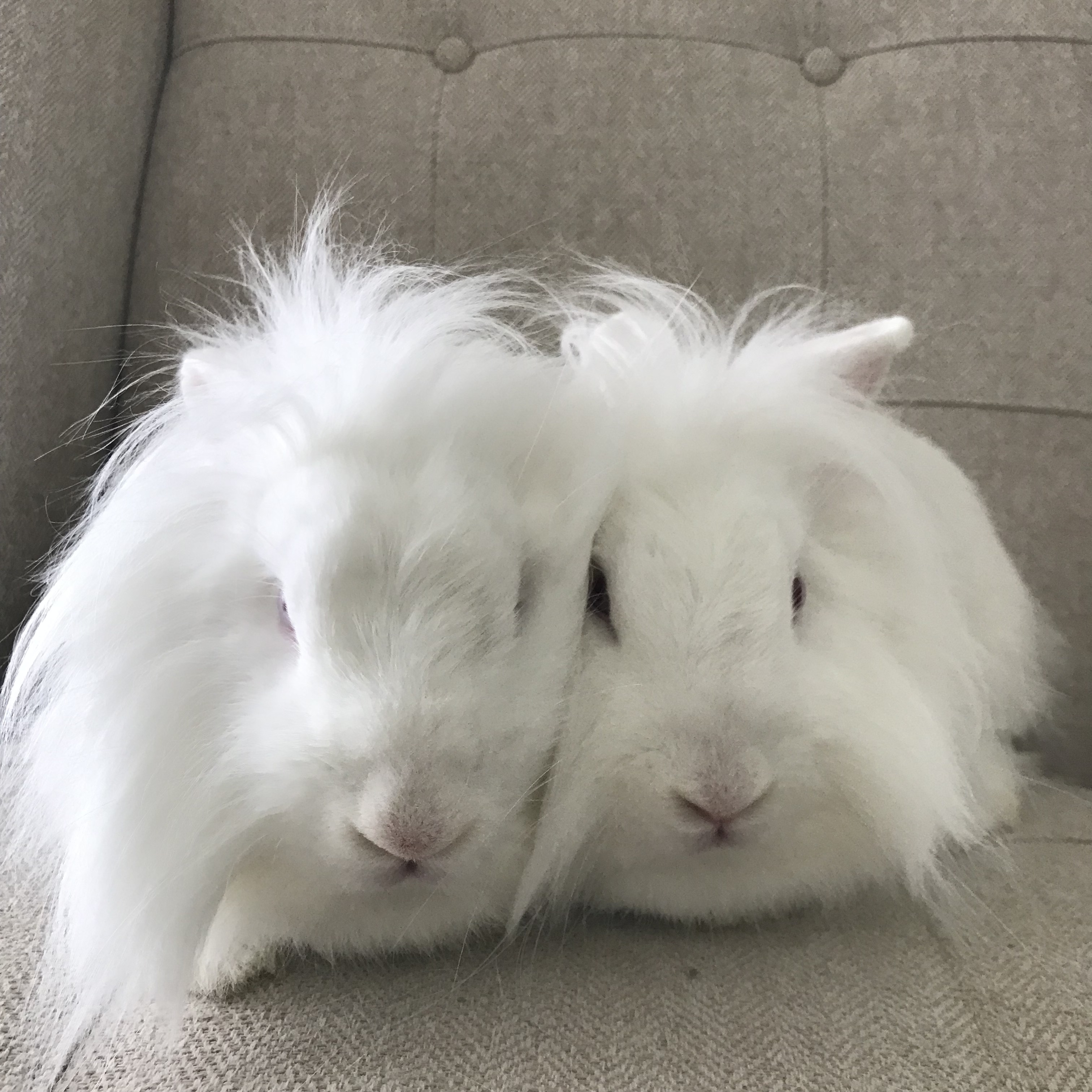 Prudence and Philippa, a Adoptable Lionhead in Birmingham, AL image 1/2