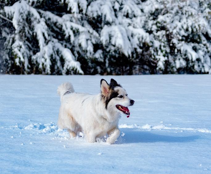 Callie, adopted, Adult Female Alaskan Malamute & Labrador Retriever.