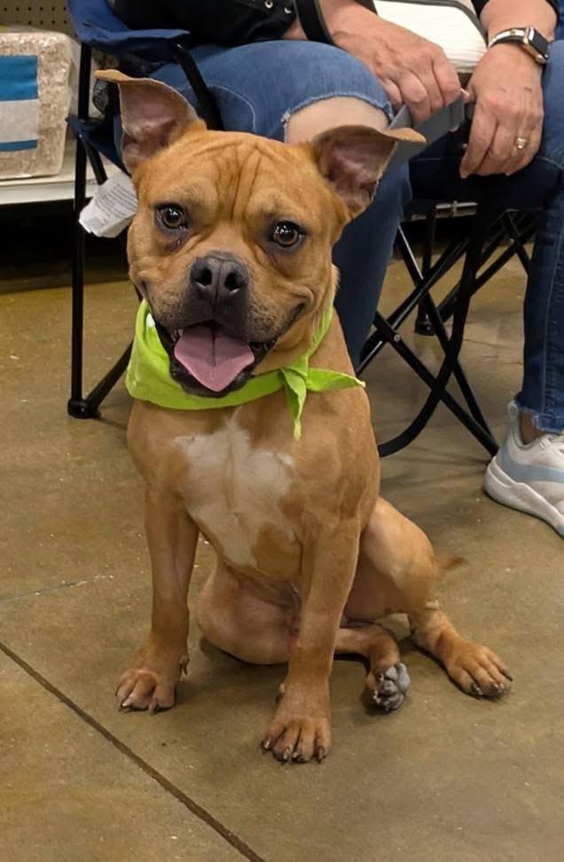 Bugsby, Adoptable, Young Male Mixed Breed.