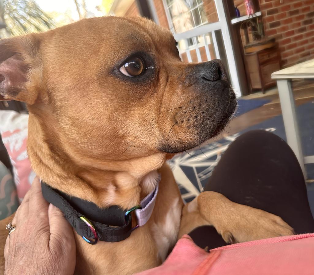 Bugsby, a Adoptable mixed breed in Florence, SC image 2/5
