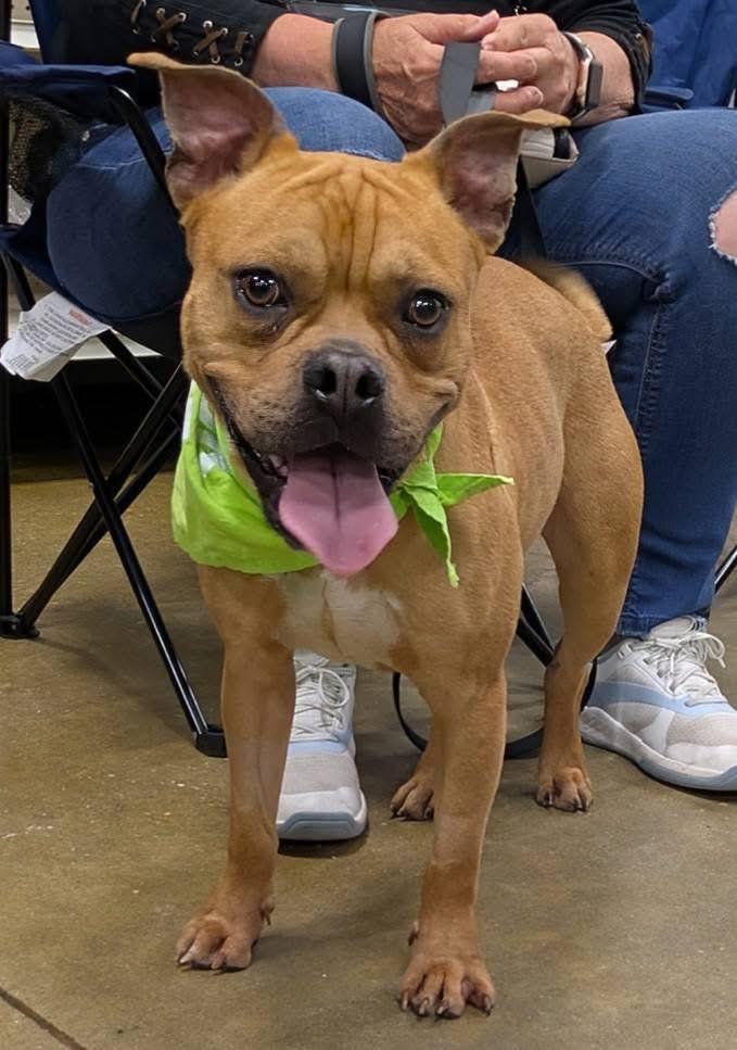 Bugsby, a Adoptable mixed breed in Florence, SC image 3/5