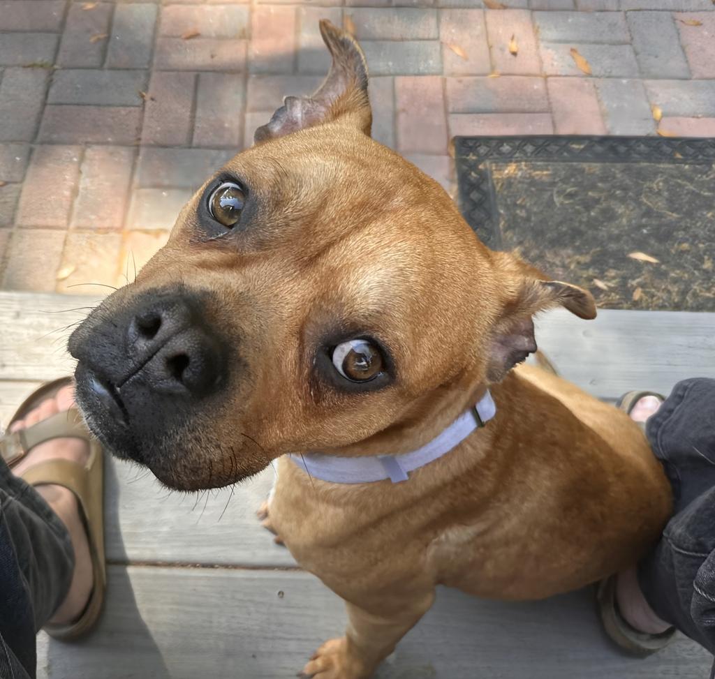 Bugsby, a Adoptable mixed breed in Florence, SC image 4/5