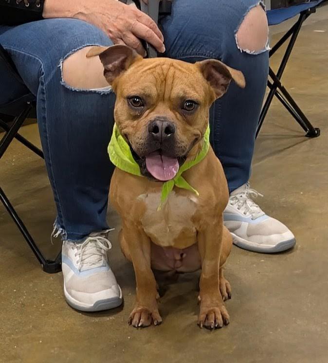 Bugsby, a Adoptable mixed breed in Florence, SC image 5/5
