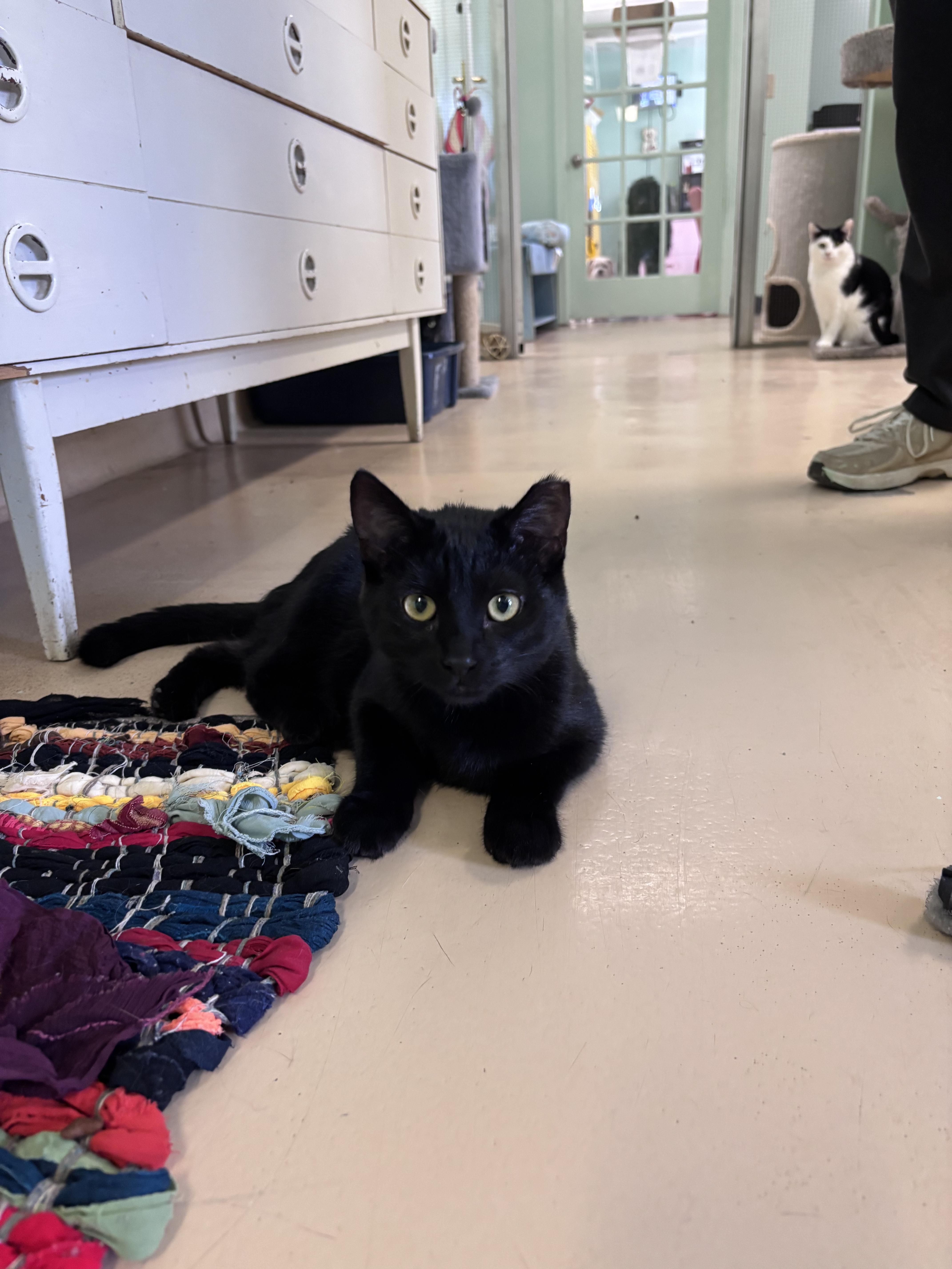 Ryder, Adoptable, Young Male Domestic Short Hair.