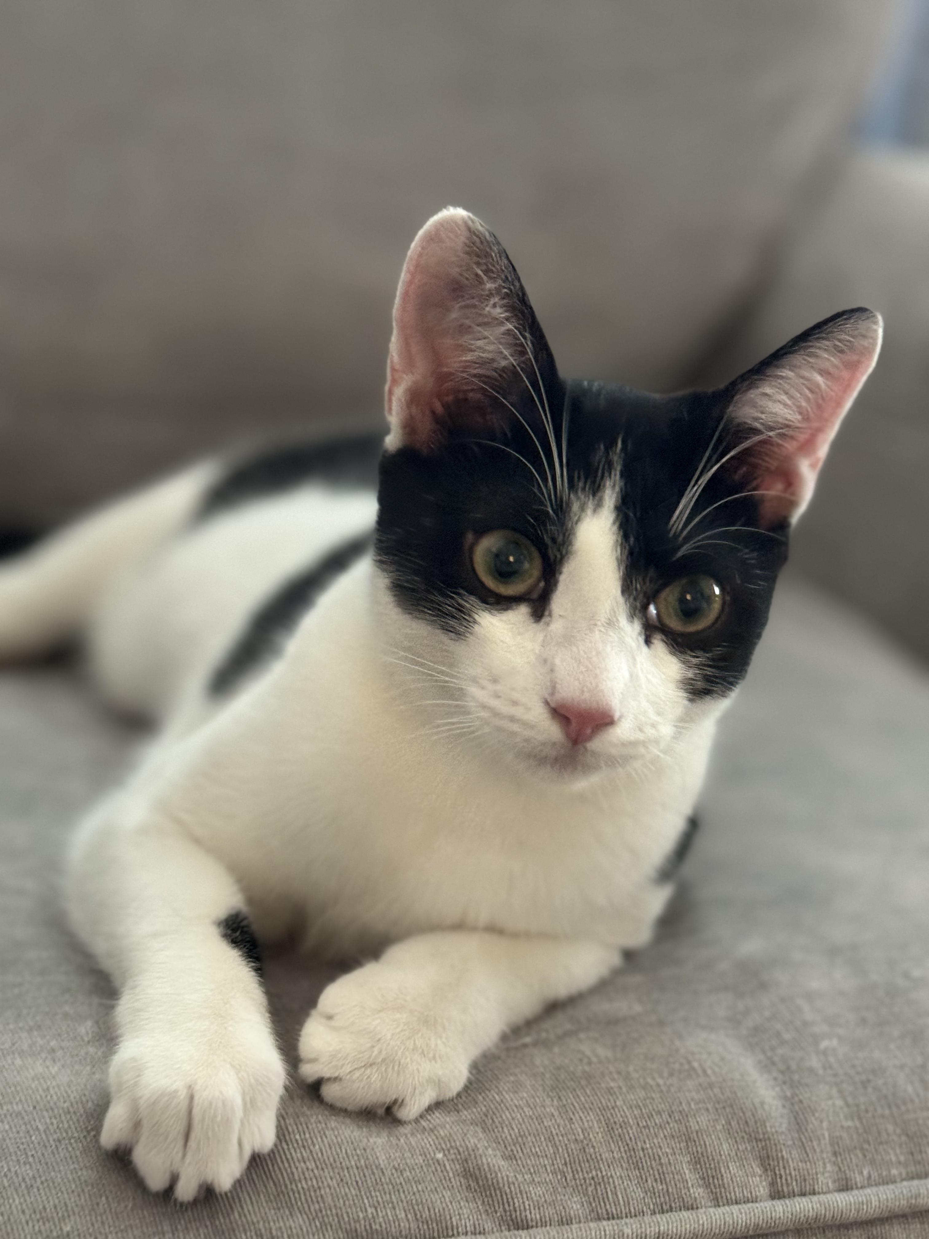 Enlarge Lunchables - air biscuit champion, a Adopted Domestic Short Hair in Sunset Valley, TX image 5/6