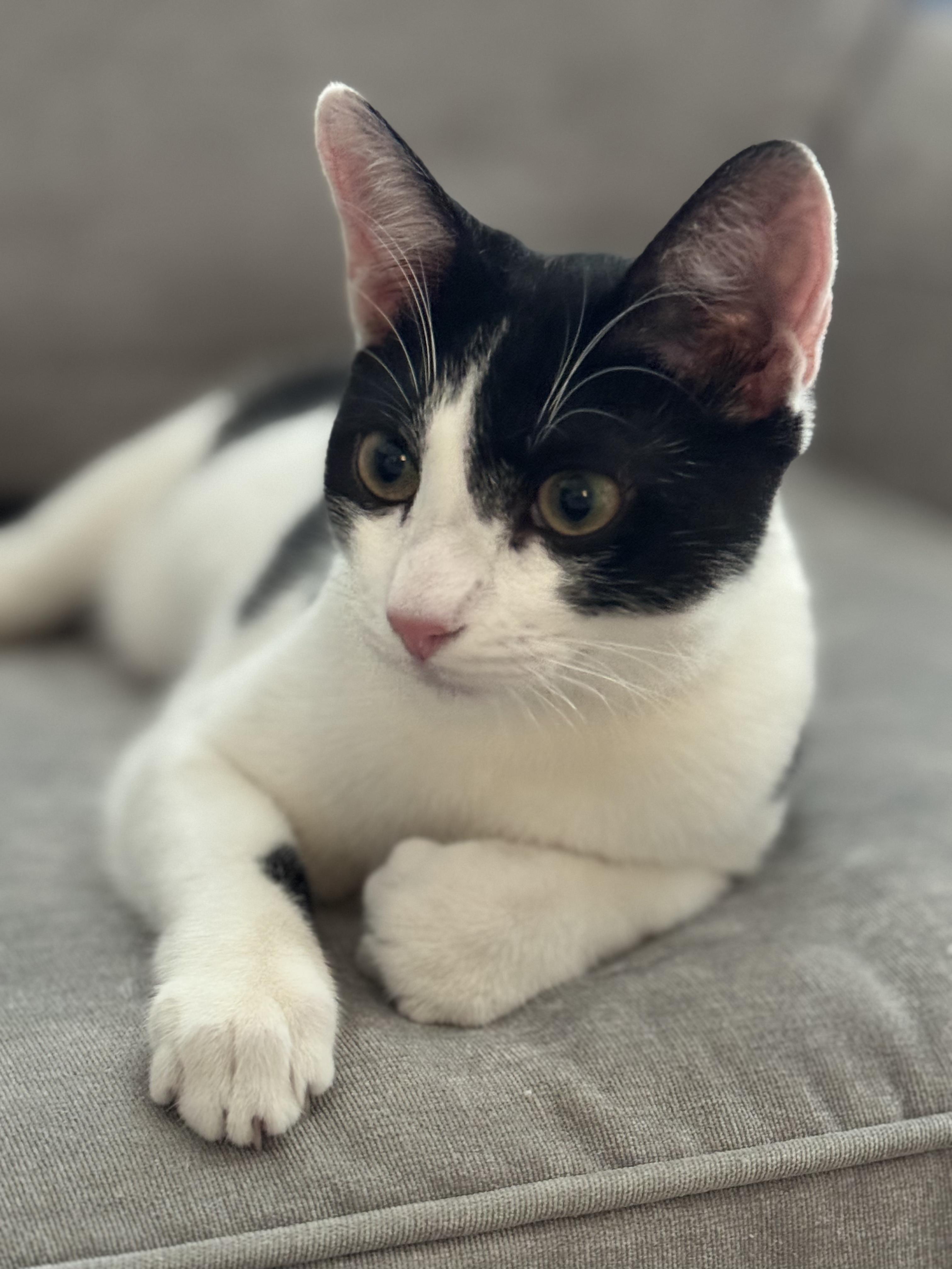Lunchables - air biscuit champion, Adopted, Young Male Domestic Short Hair.