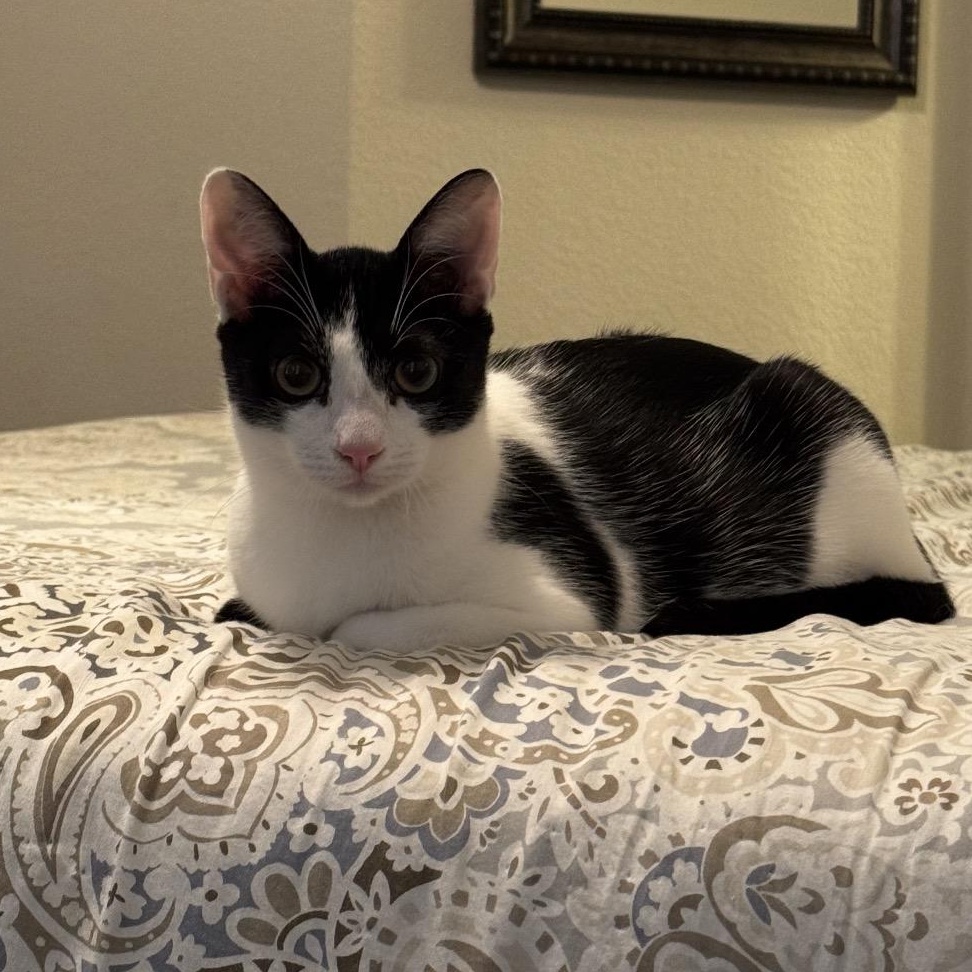 Enlarge Lunchables - air biscuit champion, a Adopted Domestic Short Hair in Sunset Valley, TX image 4/6
