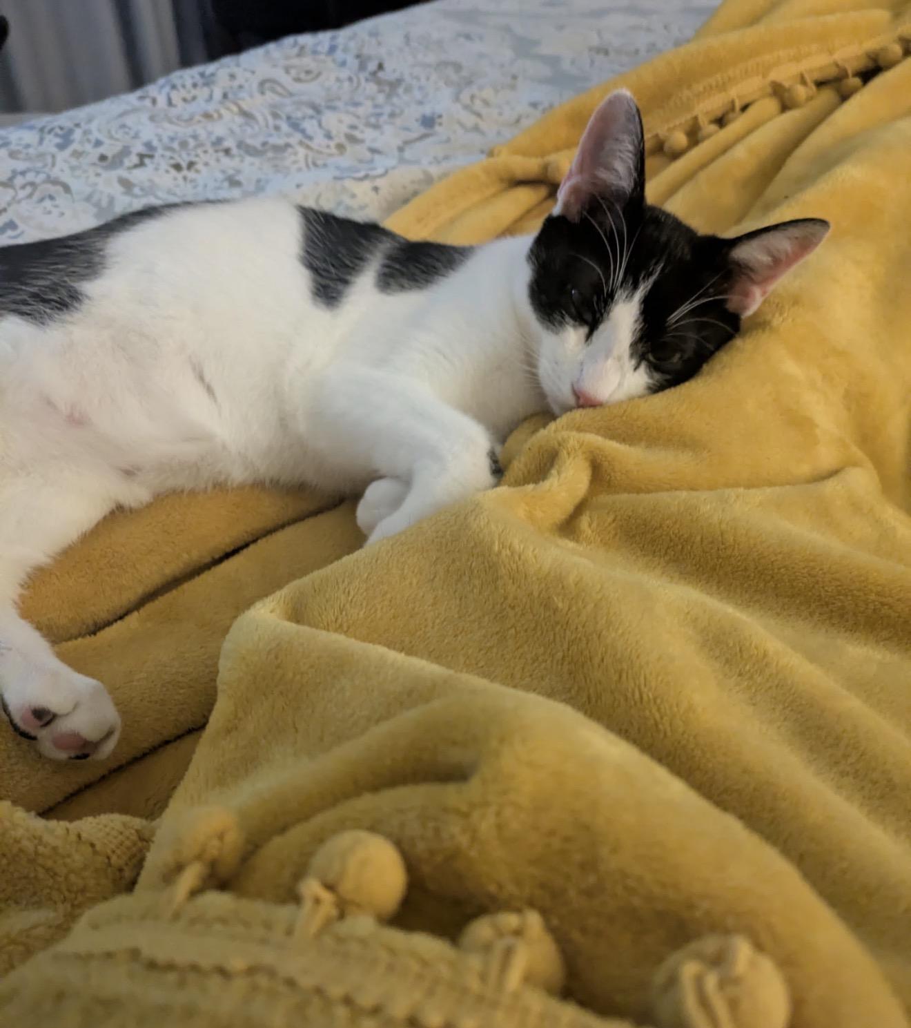 Enlarge Lunchables - air biscuit champion, a Adopted Domestic Short Hair in Sunset Valley, TX image 3/6