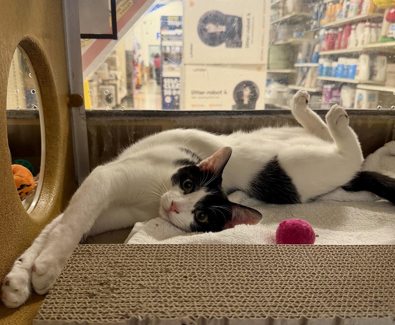 Enlarge Lunchables - air biscuit champion, a Adopted Domestic Short Hair in Sunset Valley, TX image 6/6