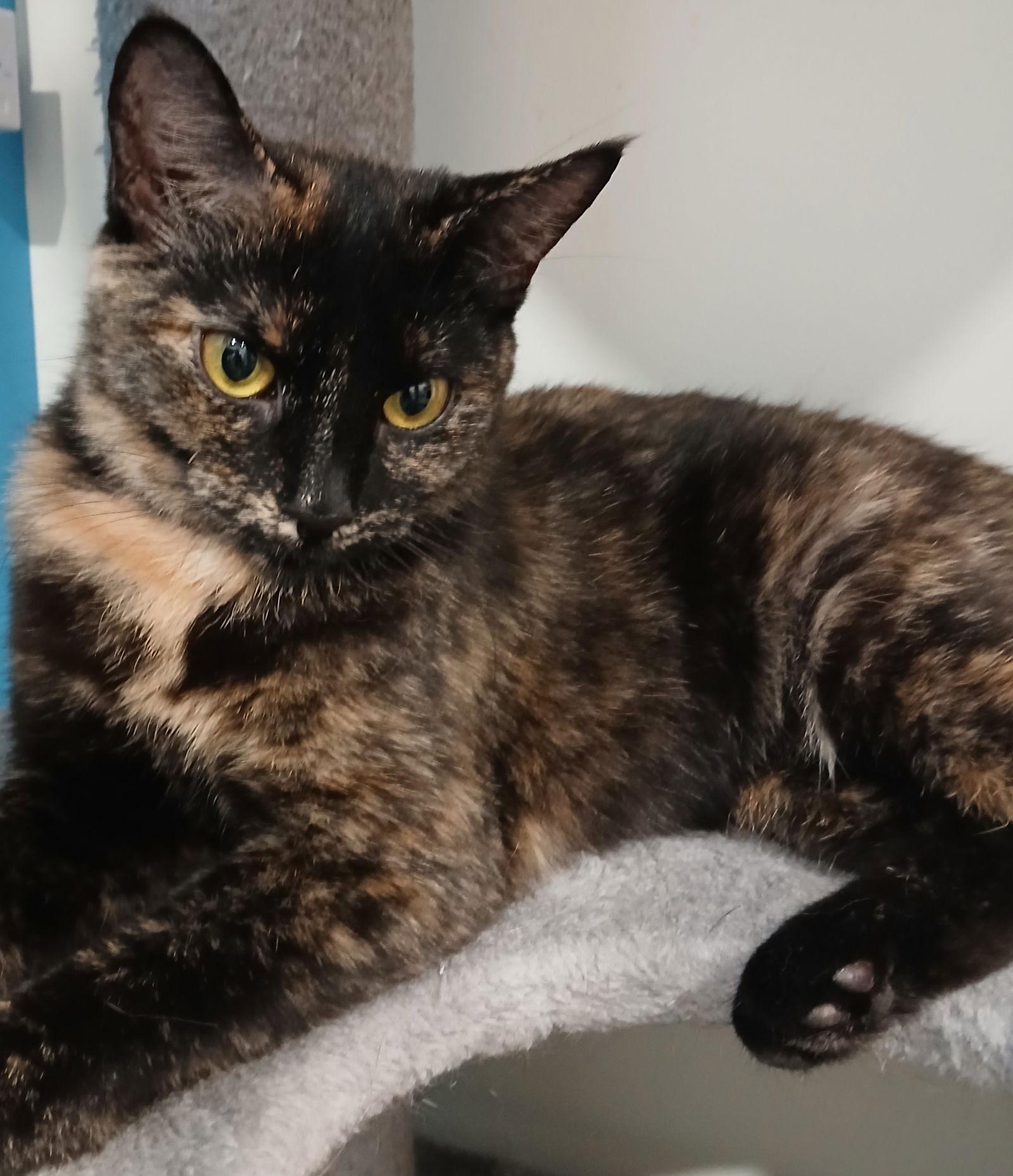 Hula, Adoptable, Adult Female Domestic Short Hair.