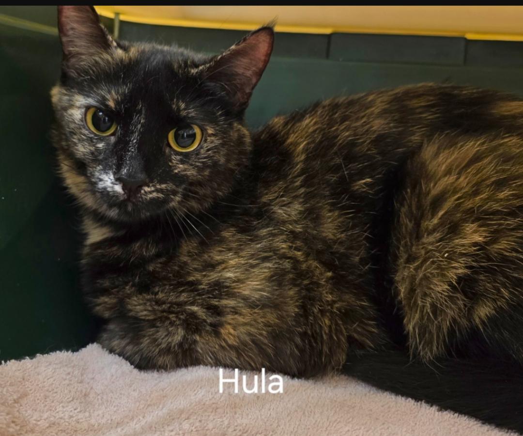 Hula, a Adoptable Domestic Short Hair in Rochester, NY image 2/2