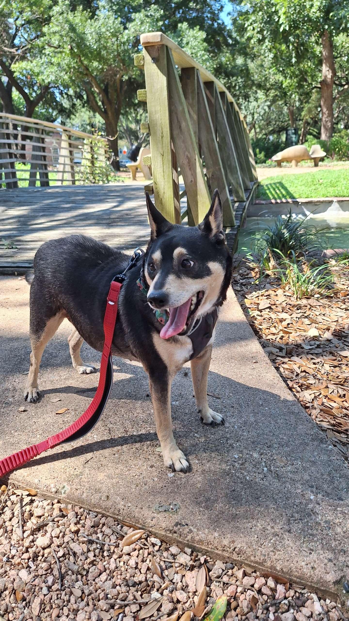 Candy, Adoptable, Senior Female Chihuahua.