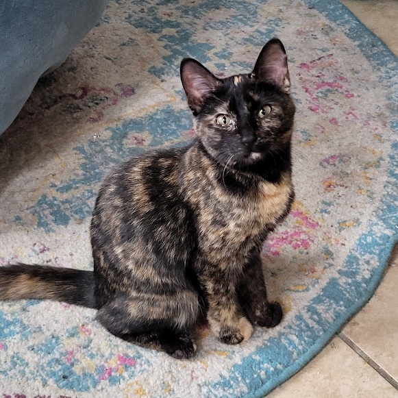 Venus, a Adoptable mixed breed in Chicago, IL image 2/5