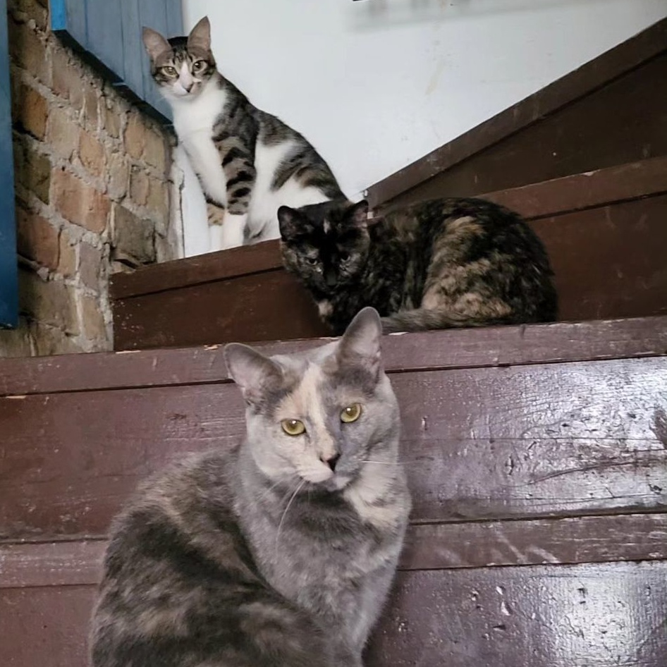 Venus, a Adoptable mixed breed in Chicago, IL image 3/5