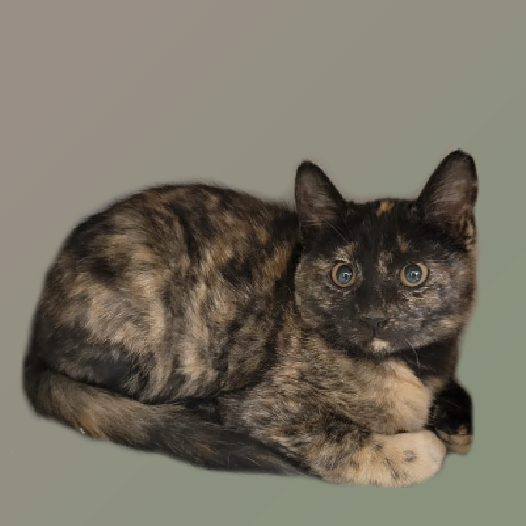 Venus, a Adoptable mixed breed in Chicago, IL image 4/5