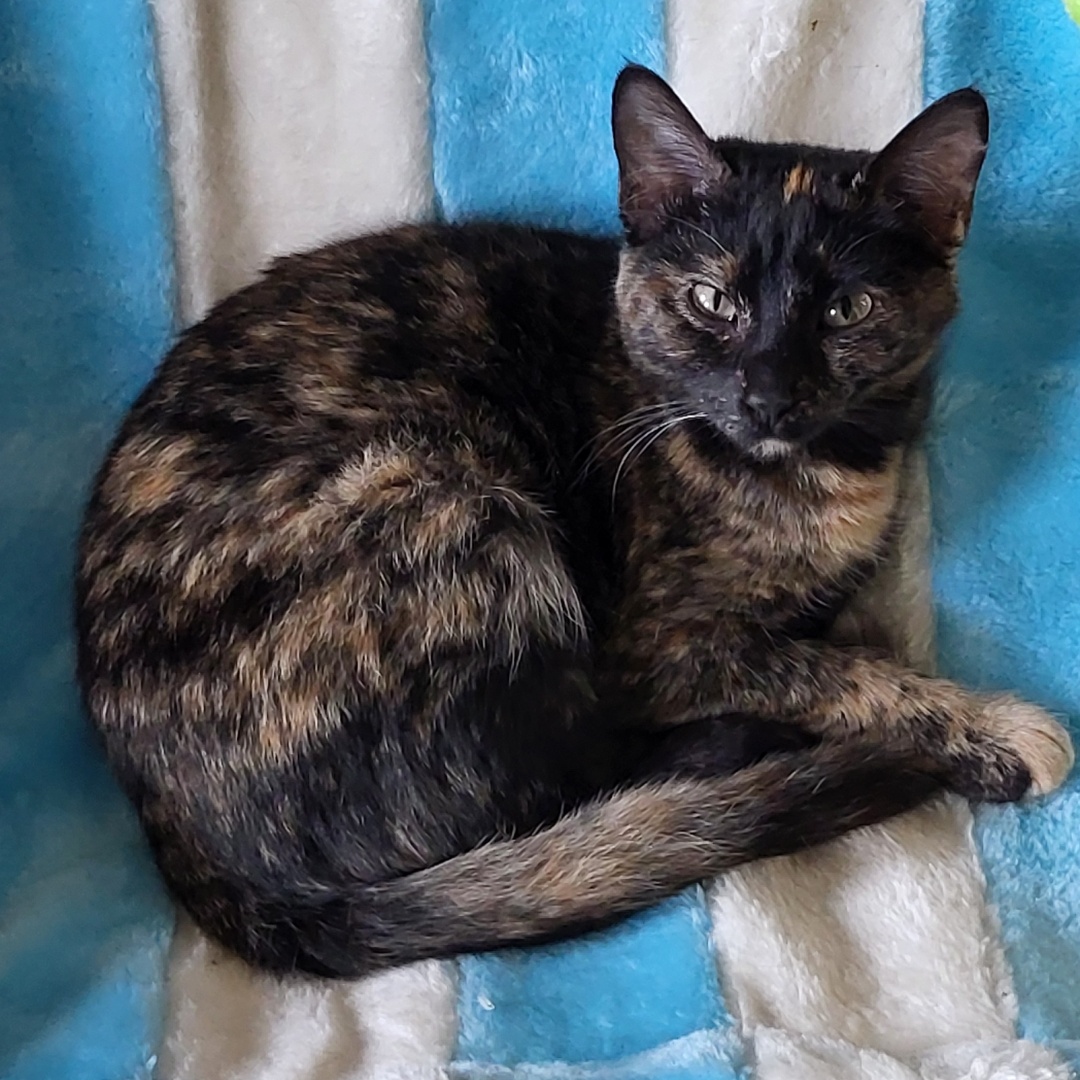 Venus, a Adoptable mixed breed in Chicago, IL image 1/5