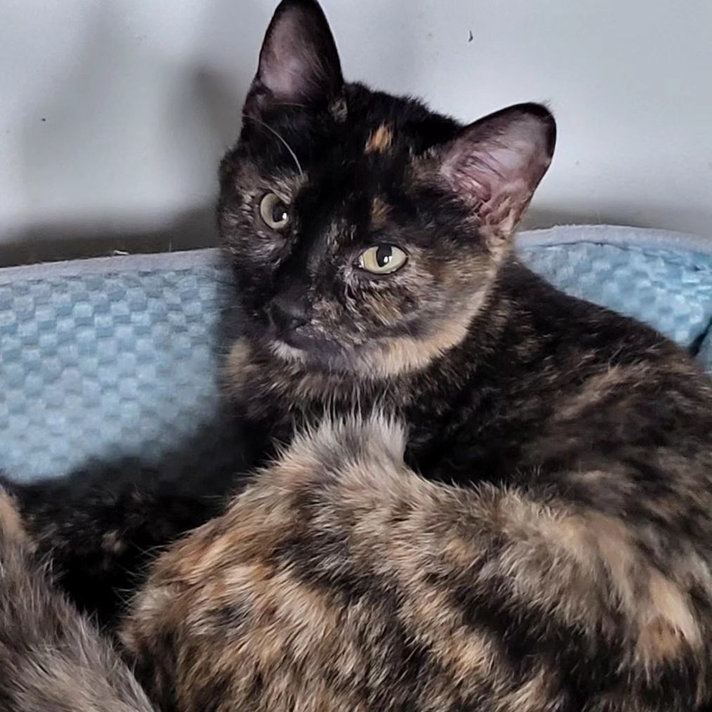 Venus, a Adoptable mixed breed in Chicago, IL image 5/5