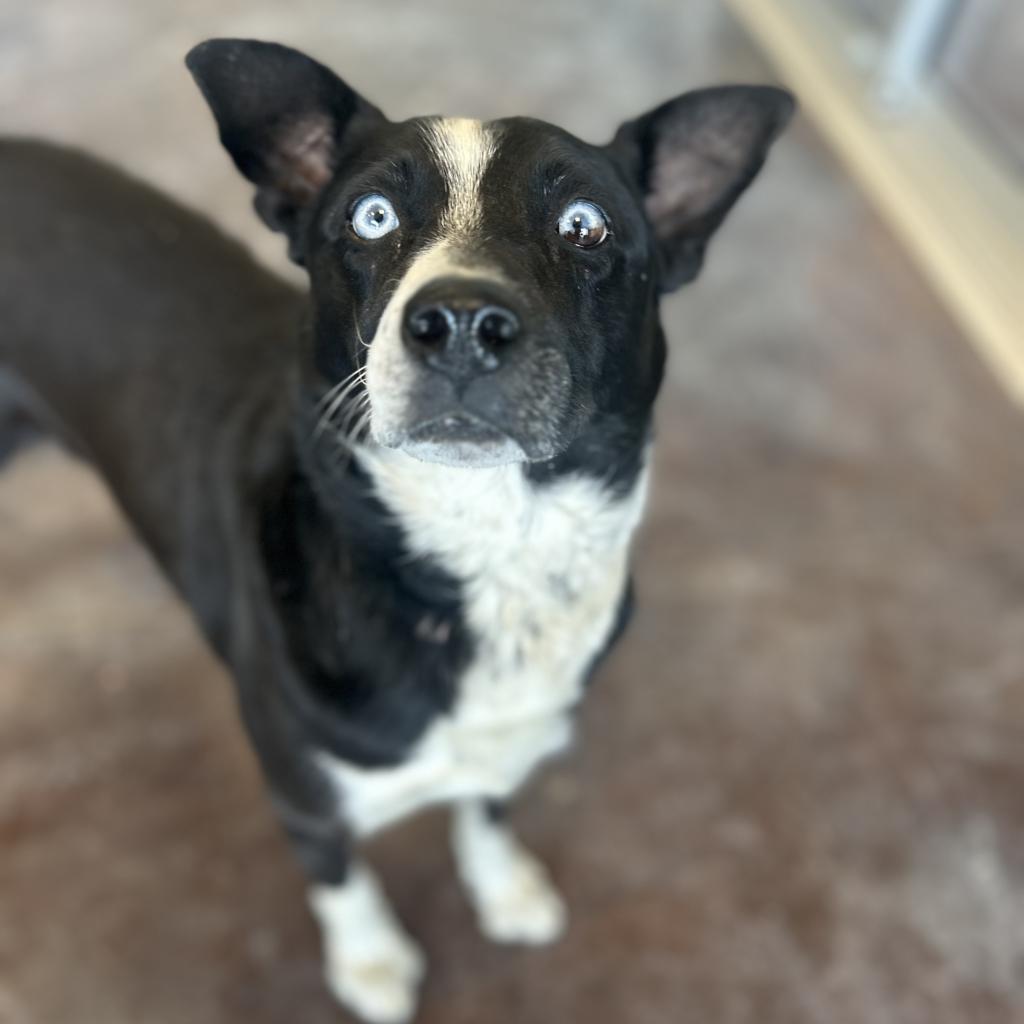 Atticus, a Adoptable mixed breed in Rifle, CO image 1/5