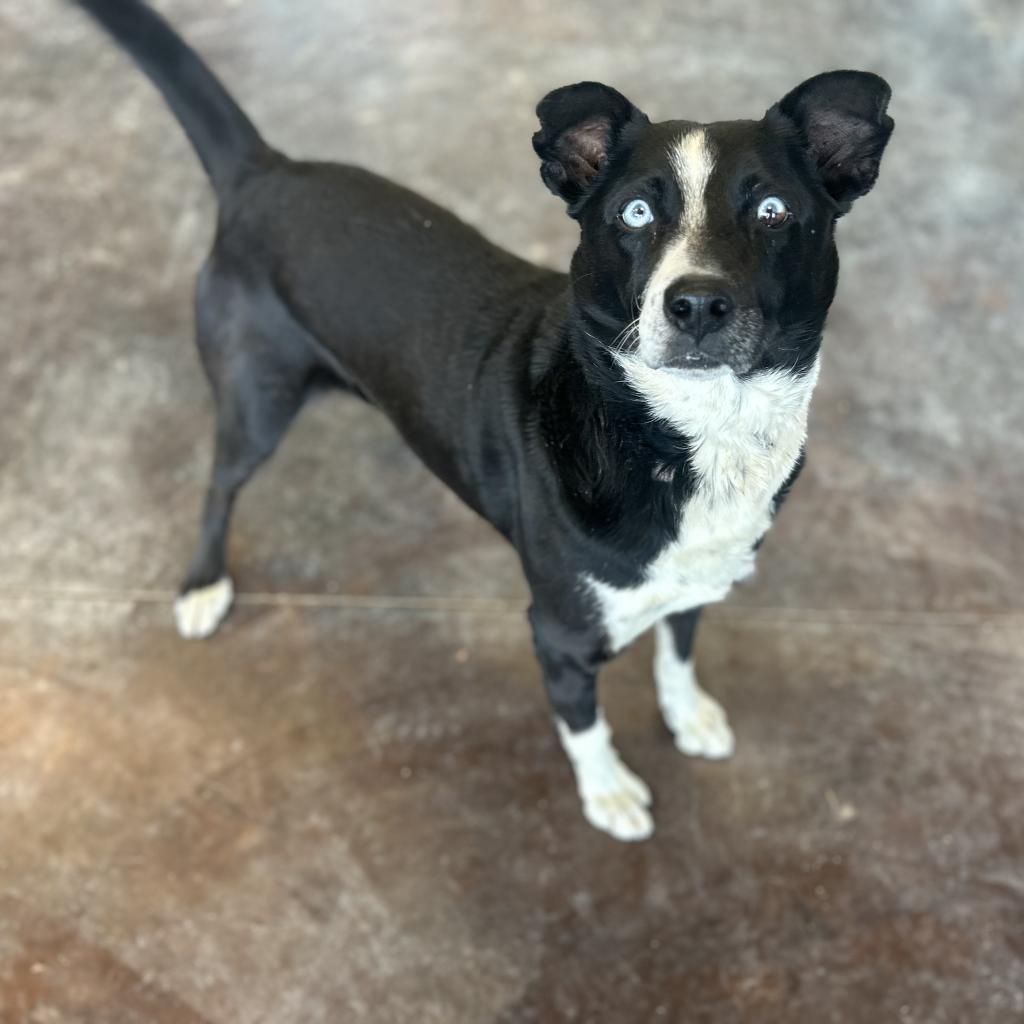 Atticus, a Adoptable mixed breed in Rifle, CO image 3/5